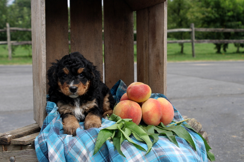 puppy, for, sale, Mini Bernedoodle F2, Matthew B. Stoltzfus, dog, breeder, Gap, PA, dog-breeder, puppy-for-sale, forsale, nearby, find, puppyfind, locator, puppylocator, aca